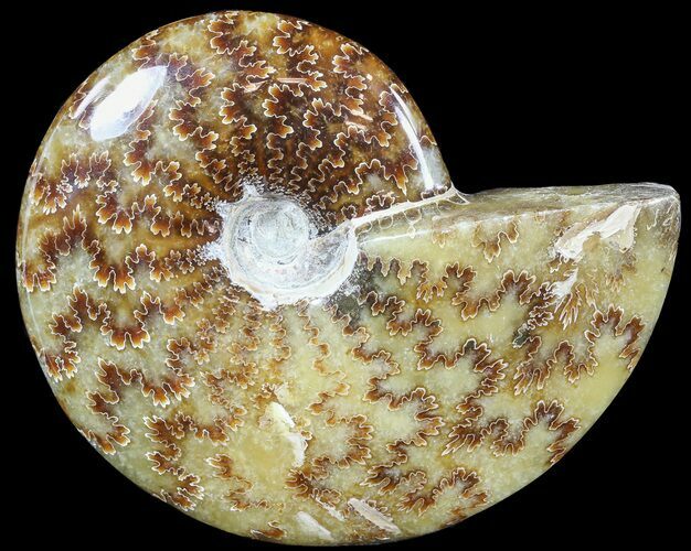 Polished, Agatized Ammonite (Cleoniceras) - Madagascar #54740